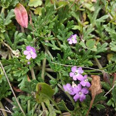 Glandularia teucriifolia
