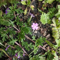 Glandularia teucriifolia