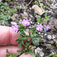 Glandularia teucriifolia