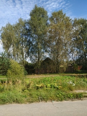 Heracleum sosnowskyi