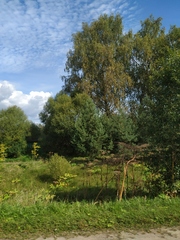 Heracleum sosnowskyi