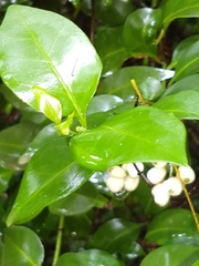 Chiococca alba