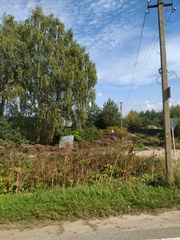 Heracleum sosnowskyi