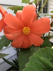 Begonia × tuberhybrida