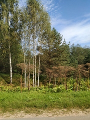 Heracleum sosnowskyi