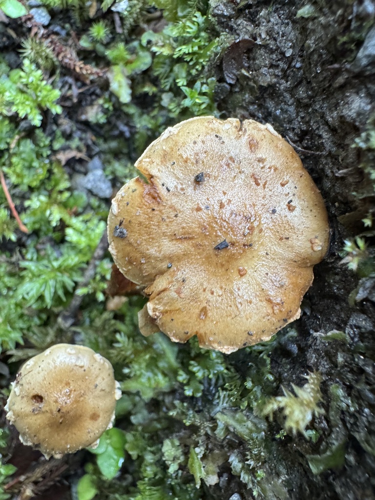 Pholiota subflammans · April 2025 · photo: © scholzia (iNaturalist, cc0)