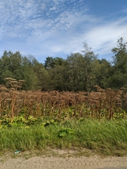 Heracleum sosnowskyi