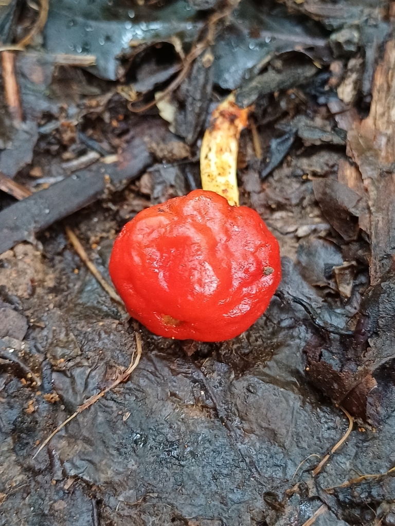 Leratiomyces erythrocephalus · June 2025 · photo: © steviakiwi23 (iNaturalist, cc0)