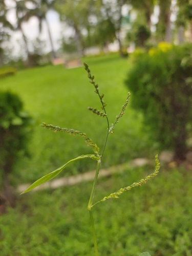 Urochloa ramosa iNat (3)