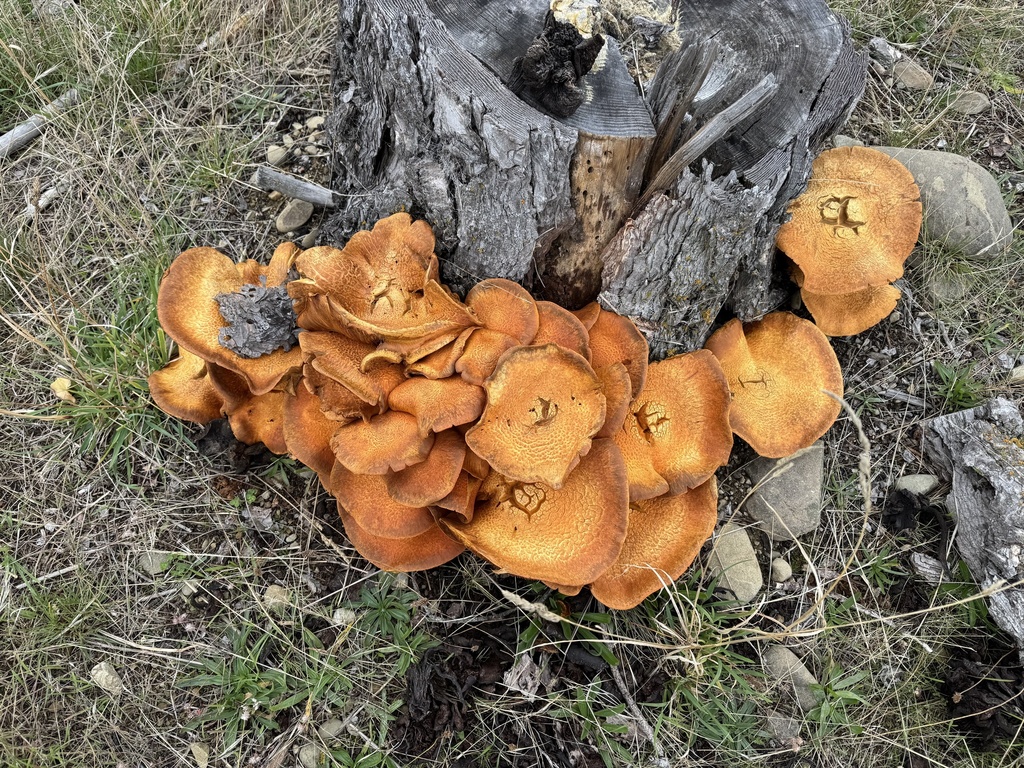 Gymnopilus junonius · April 2025 · photo: © scholzia (iNaturalist, cc0)