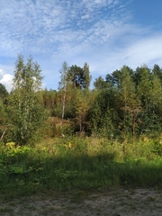 Heracleum sosnowskyi