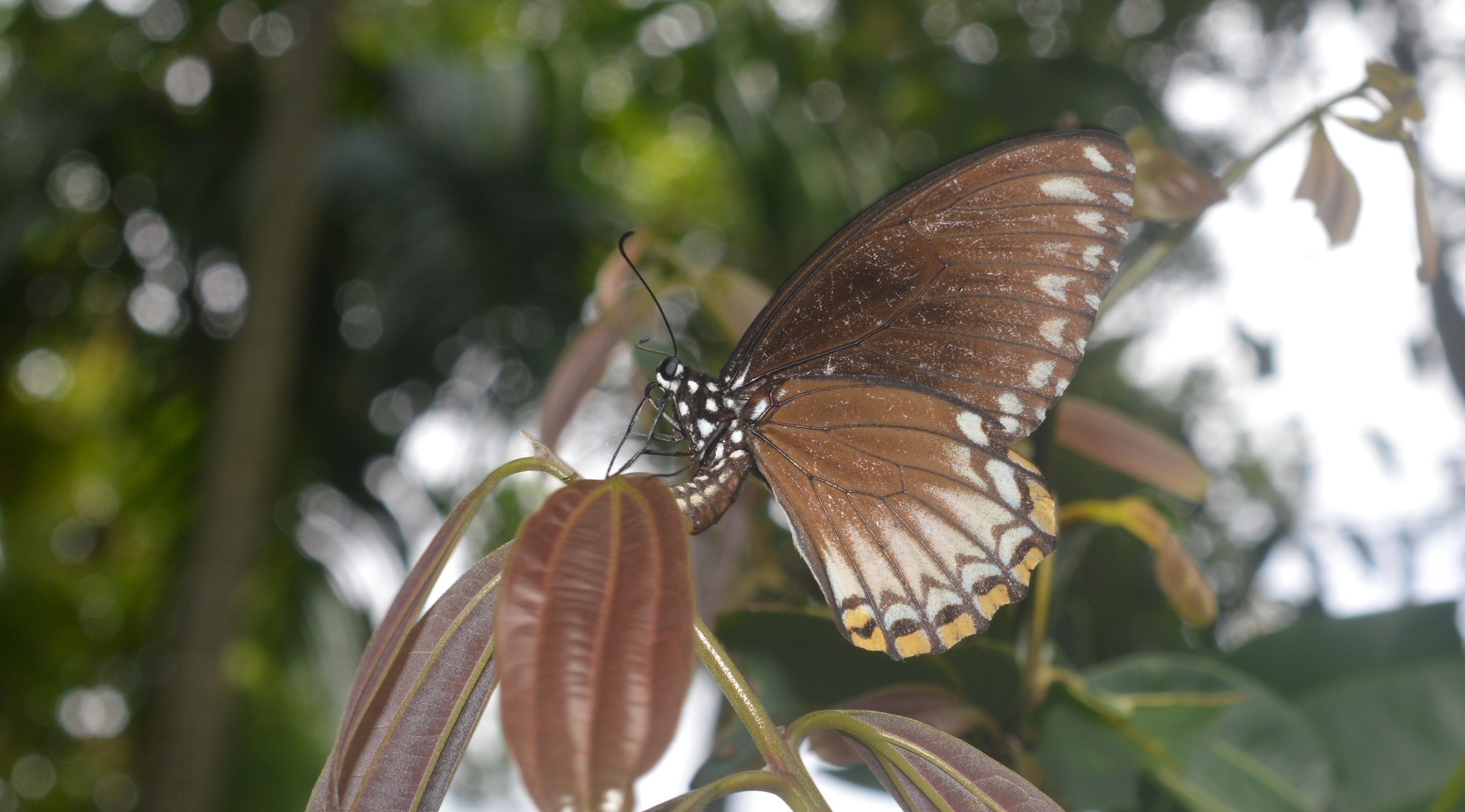 Common Mime