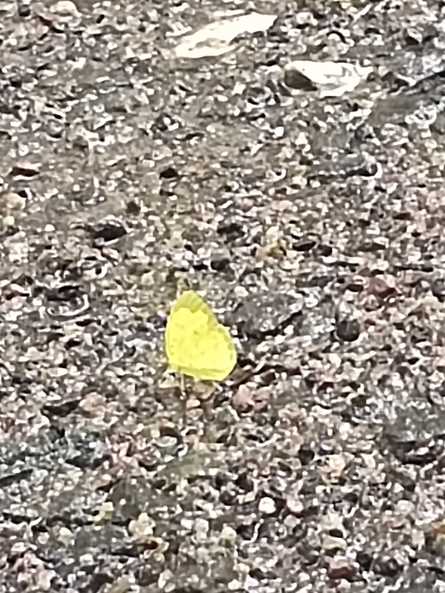 Three-Spot Grass Yellow