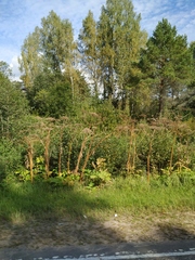 Heracleum sosnowskyi