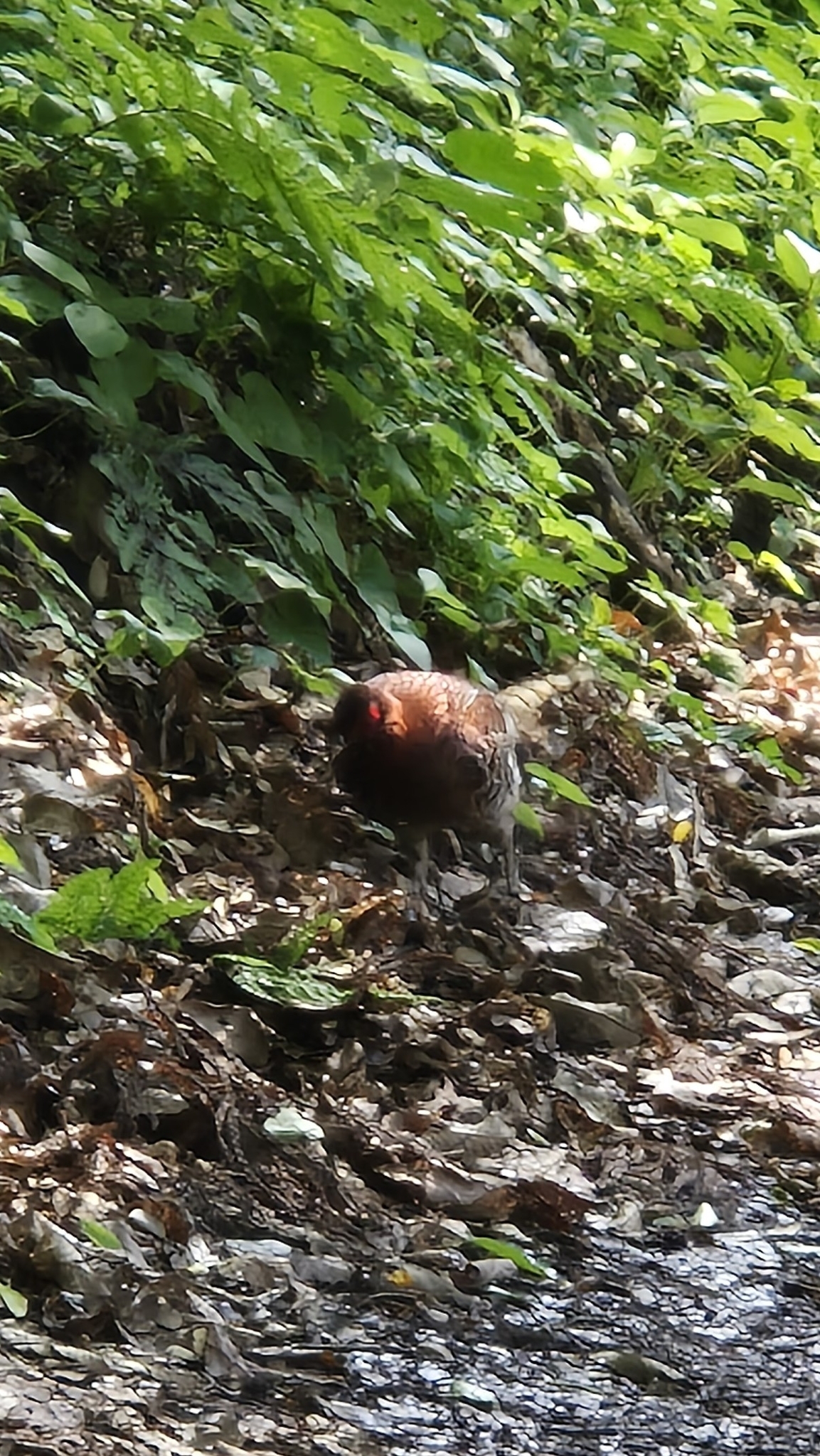 Copper Pheasant (Syrmaticus soemmerringii), photo 5