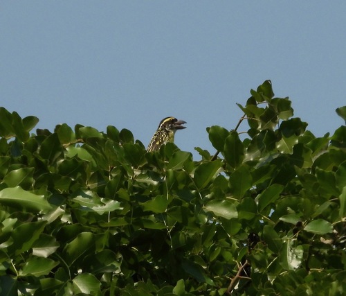 Miombo Pied Barbet (Tricholaema frontata), photo 5