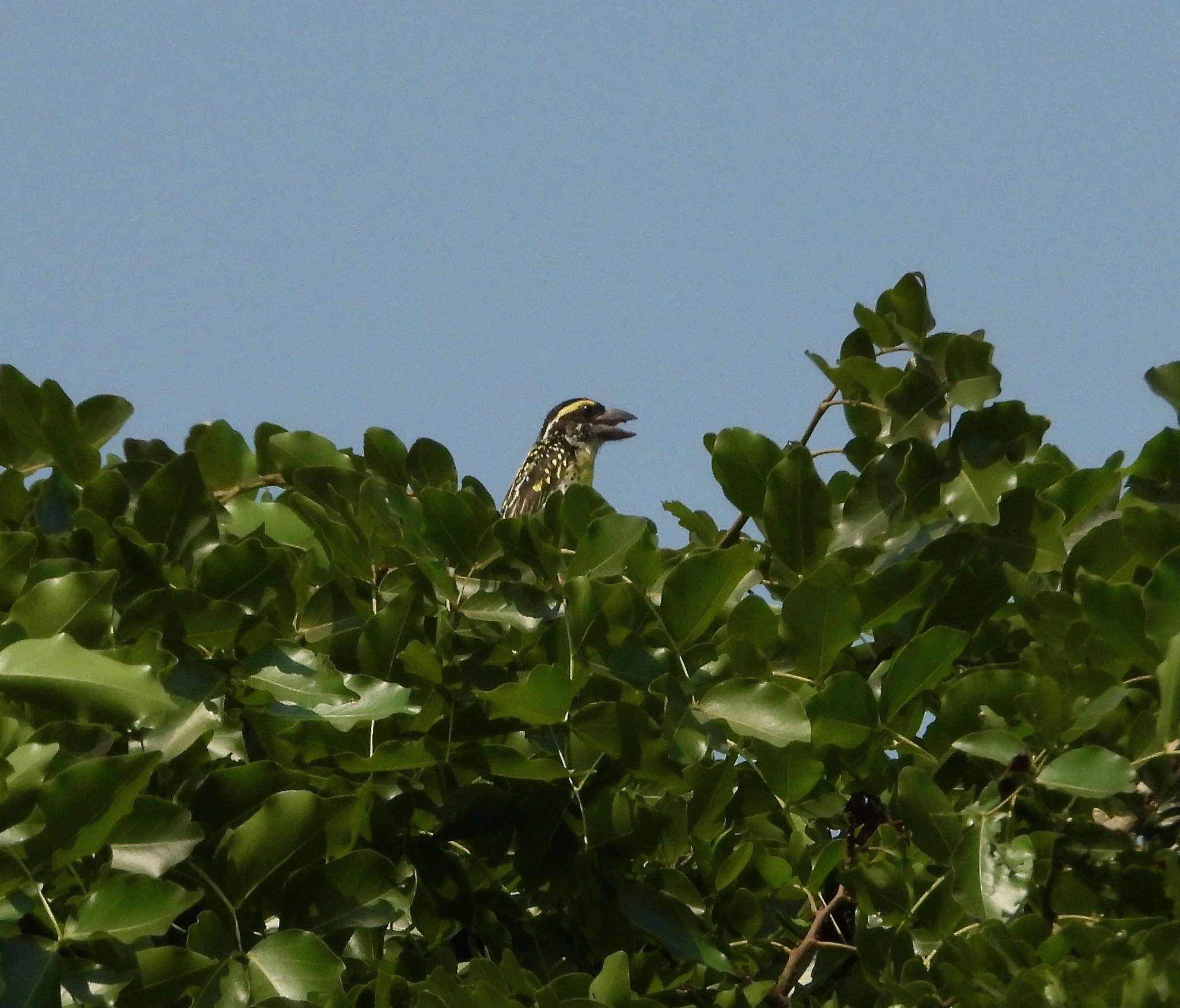 Miombo Pied Barbet (Tricholaema frontata), photo 3