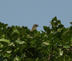 Tricholaema frontata