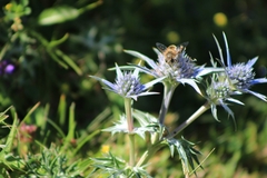Eryngium bourgatii
