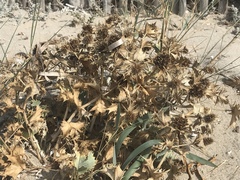 Eryngium maritimum