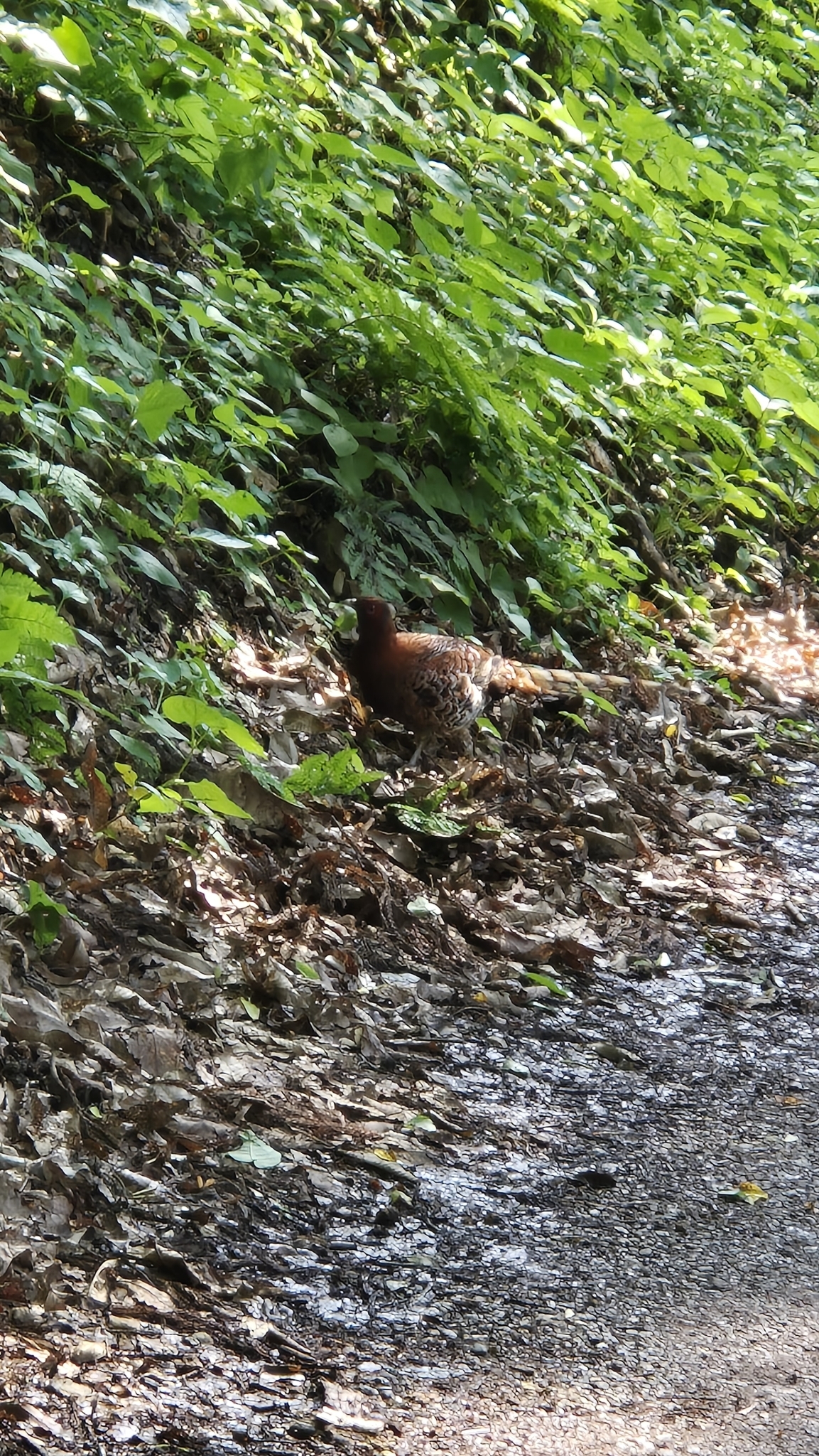 Copper Pheasant (Syrmaticus soemmerringii), photo 6