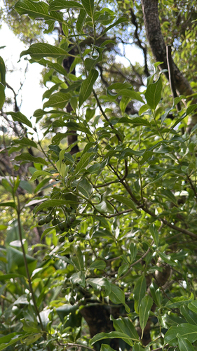 Geniostoma tinifolium observed 2025-06-27