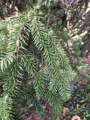 Picea asperata