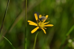 Corsomyza tricellulata