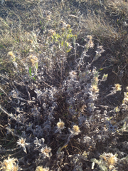 Heterotheca sessiliflora