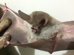 Chrotopterus auritus