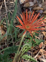 Gerbera jamesonii