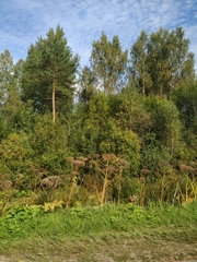 Heracleum sosnowskyi