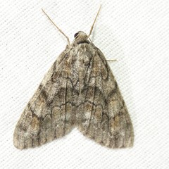 Galenara lixaria