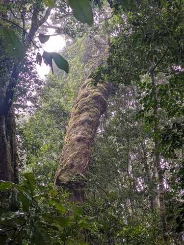 Stockwellia quadrifida observed 2025-06-28