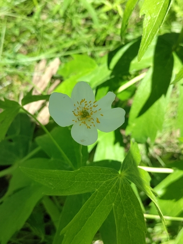 Anemone dichotoma iNat (3)