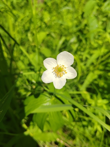 Anemone dichotoma iNat (1)