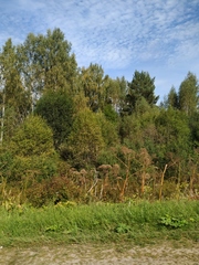 Heracleum sosnowskyi