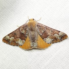 Caripeta pulcherrima