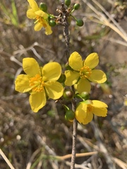 Ochna serrulata