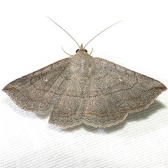 Lesmone griseipennis