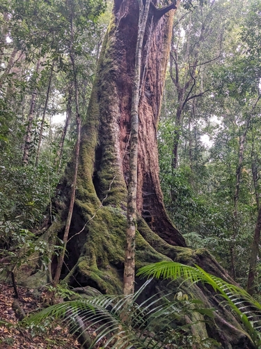 Stockwellia quadrifida observed 2025-06-28