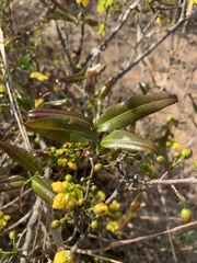 Ochna serrulata