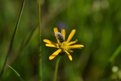 Corsomyza tricellulata