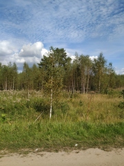 Heracleum sosnowskyi