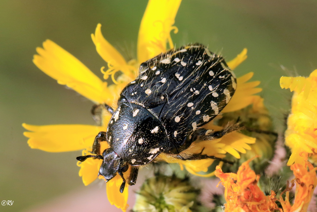 Oxythyrea