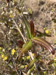 Ochna serrulata