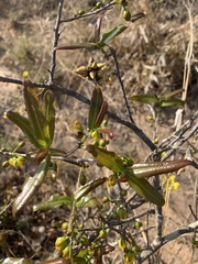 Ochna serrulata