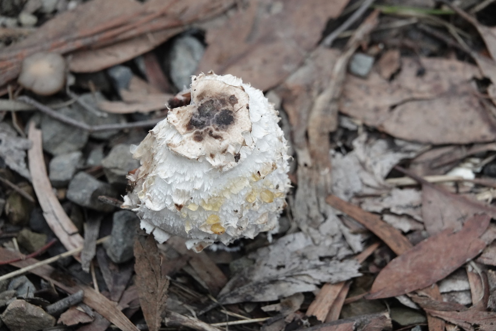 Coprinus comatus · June 2025 · photo: © bbdown (iNaturalist, cc0)