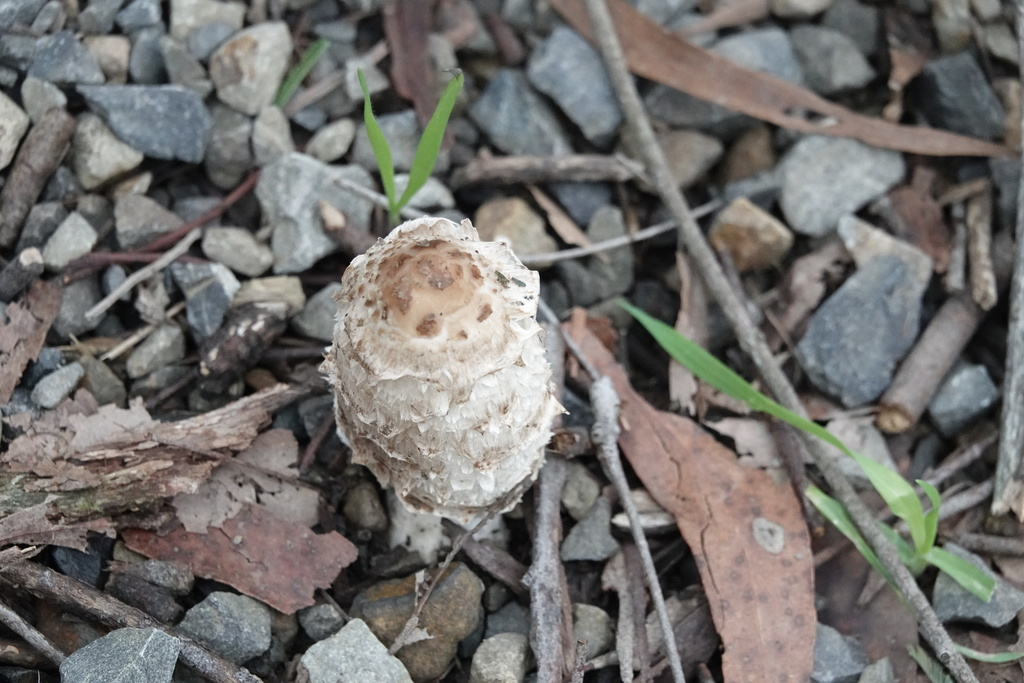 Coprinus comatus · June 2025 · photo: © bbdown (iNaturalist, cc0)