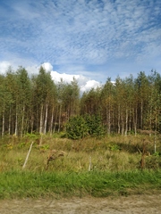 Heracleum sosnowskyi